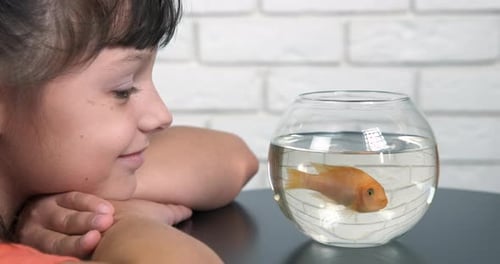 Child Watching Goldfish Swim in Fishbowl