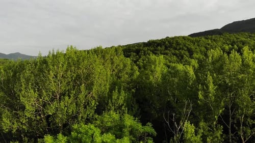Drone's Eye View - 4K aerial top view of summer green trees in forest background, Caucasus, Russia.