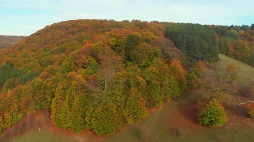 flying over a forest on a golden day in october with autumn colors