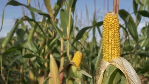 Closeup view on ready yellow corn on a field.