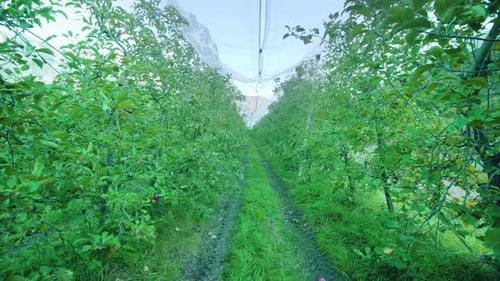 Path Between Rows of Apple Trees Growing on Plantation