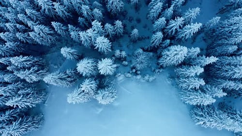 Aerial top down shot of winter forest in Snow. White frozen trees. Beautiful snowy background