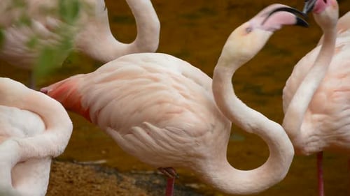 Pássaros flamingos maiores ligando seus pescoços