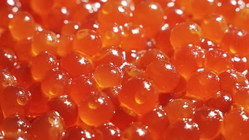 Closeup Salmon Caviar Rotation