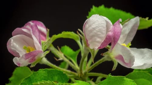 Flower Blooming Time Lapse, Close Up