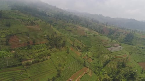Aerial View of Lush Terraced Agricultural Fields