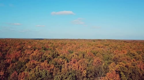 Landscape of autumn forest on a sunny day. Aerial view. Camera motion forward