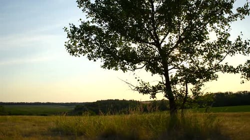 Summer landscape with tree on meadow