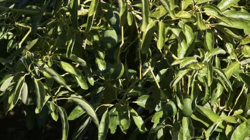 Avocado Tree with Developing Fruit on Sunny Day