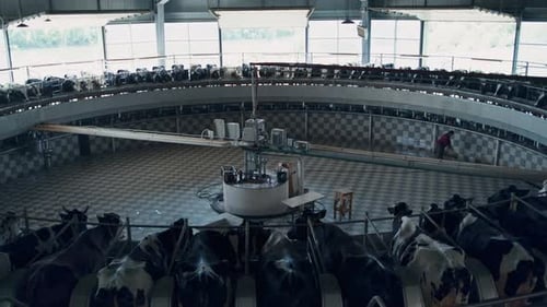 Carrousel technologique de traite des vaches dans une étable automatique moderne produisant du lait
