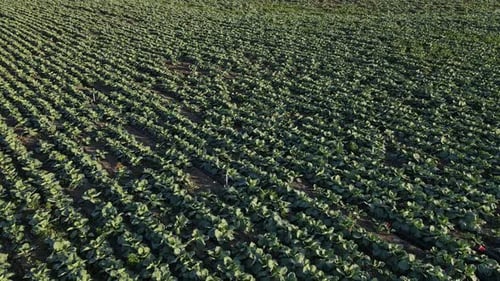 Gran plantación de repollo