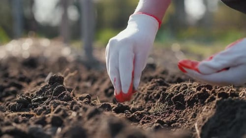 Farmer's Hands Plant Pea Seeds in Soil