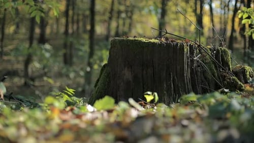 Autumn Forest 01