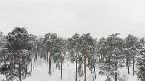 Winter in the Forest