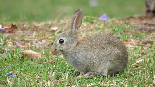 Rabbit Eating Flower on Grassy Hillside