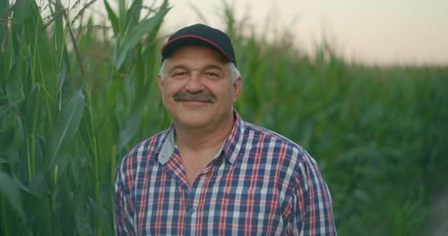 Smiling Farmer Standing in Cornfield on Sunny Day