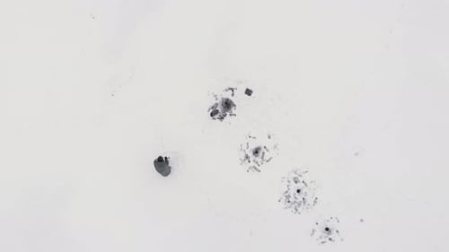 Person Walks Across Snowy Surface in Winter
