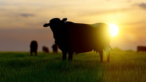 Oxes and Cows Grazing in Green Field with Sunset View