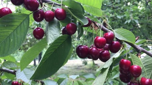 Ripe Red Cherries Hanging on the Branch