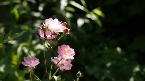 Beautiful garden miniature rose plant 3840X2160 UltraHD footage - Light pink rosa hybrid flower clo