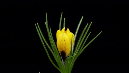 Zeitraffer der wachsenden gelben Krokusblume