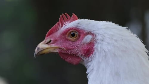 Close Up of a White Hen