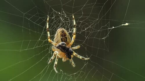 Spinne und Beute