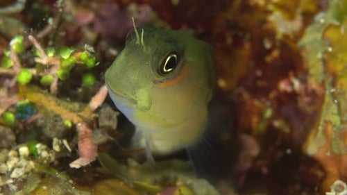 small fish sticking out its head and swimming away
