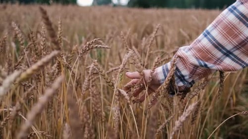 Hand Gently Moves Through Golden Wheat Field
