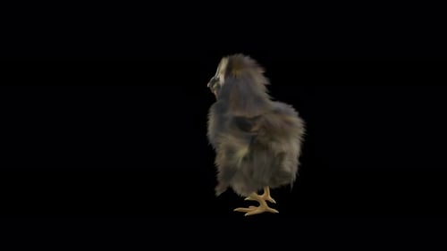 Animated Baby Chick Turning Head and Pecking