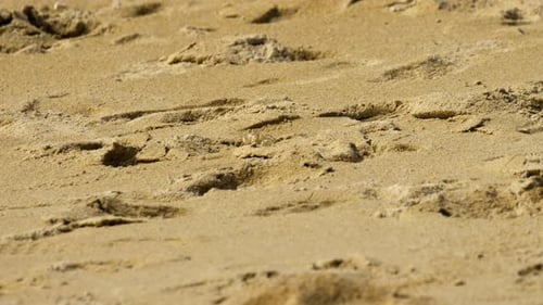 Crab on the Sandy Beach