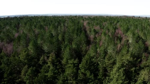 Aufstehen über einem wilden Wald