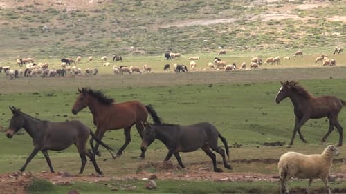 Horses and Sheep Grazing in Green Field