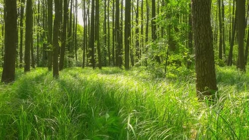 Forest & sun