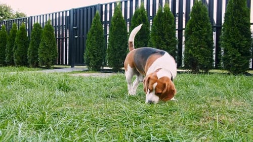 Beagle Dog Sniffing Around in Backyard