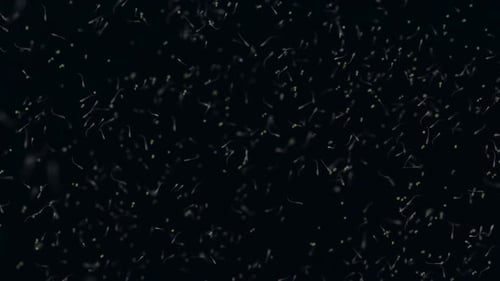 various forms of life in a drop of water. the simulation of the protozoan organism