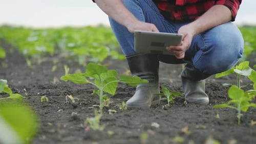 Farmer Using Tablet Inspecting Plants in the Field