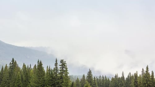 Morning Mist Over the Valley Among the Mountains in the Sunlight. Fog and Beautiful Nature of