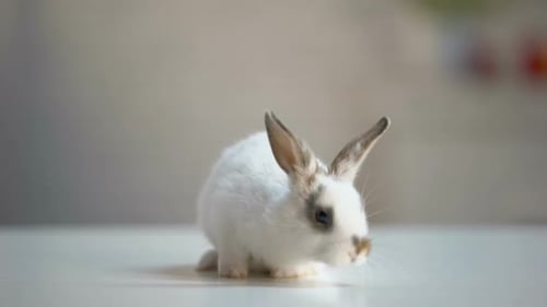 Adorable White Bunny Sitting Vet Clinic Table, Pet Store, Animal Care