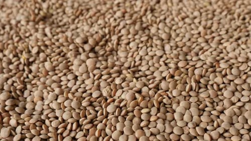 Pile of Brown Lentils Close Up Still Shot