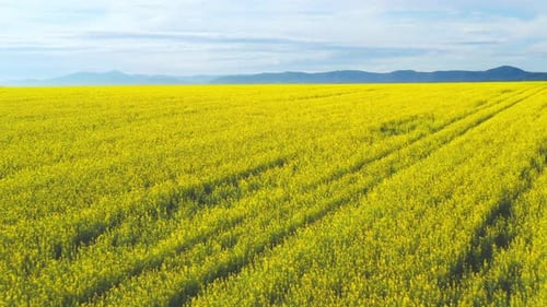Aero Panorama of a Field of Yellow Rape or Canola Flowers, Grown for the Rapeseed Oil Crop