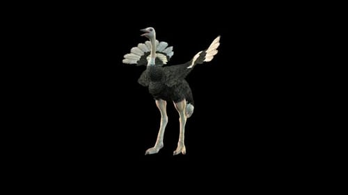 Ostrich Idle 2