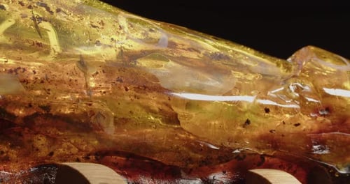 Golden Amber Specimen with Plant and Possible Insect Inclusions