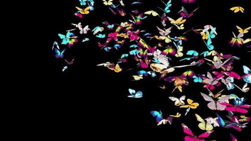 02 Schmetterling HD
