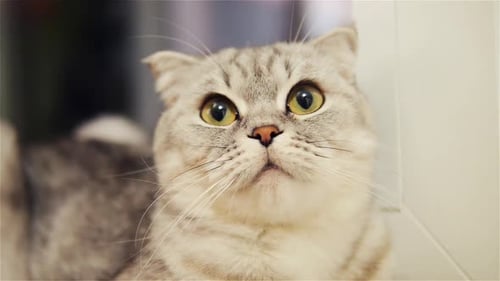 Scottish Fold Cat Close Up. Cat Looks Around