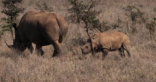 Rhinocéros blanc, ceratotherium simum, mère et veau, parc de Nairobi au Kenya, 4K en temps réel