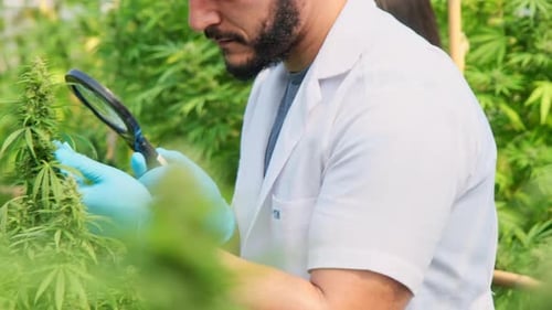 Scientist Examining Plant with Magnifying Glass in Greenhouse