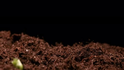 TIME LAPSE - Peas sprouting in soil, studio, black background, tilt up