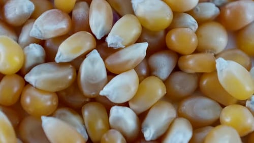 Pile of Yellow Corn Kernels Close Up