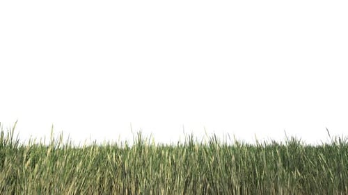 Grass Border Isolated